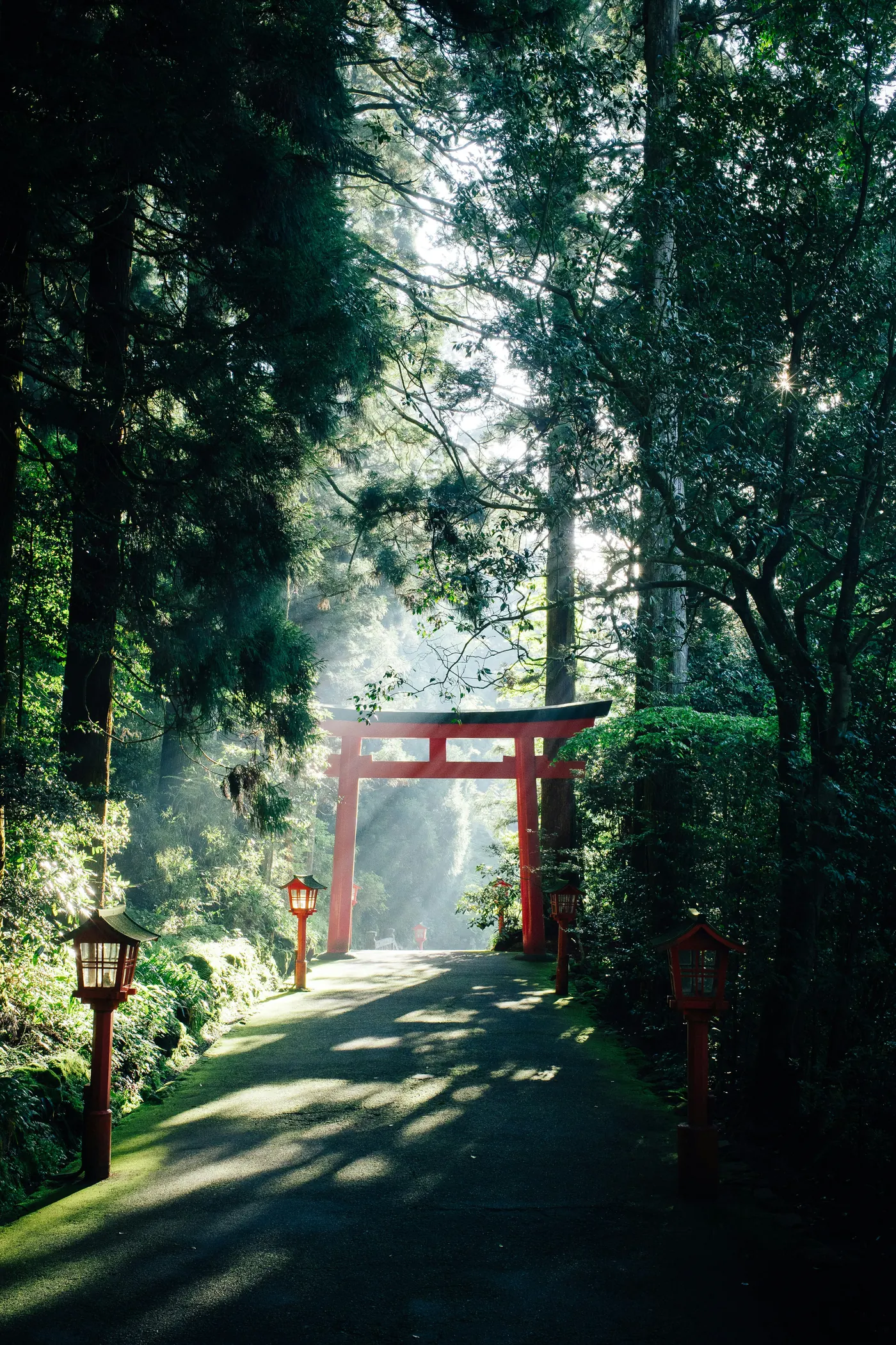 Caminho de cedros com torii vermelho e lanternas na luz da manhã